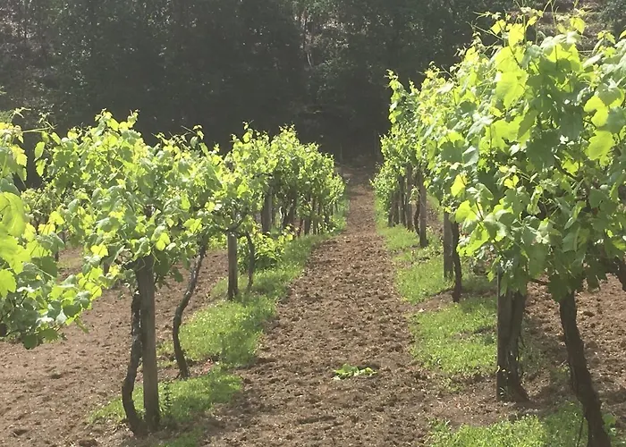 Privat bolig Quinta Da Quinta, Private Vieira do Minho